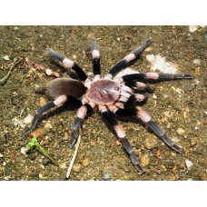 Haplocosmia himalayana- Himalayan Beauty Tarantula